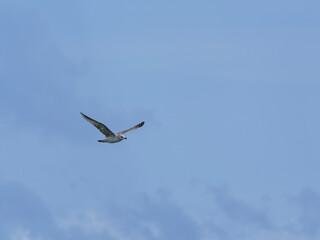 seagull flying beautiful blue sky