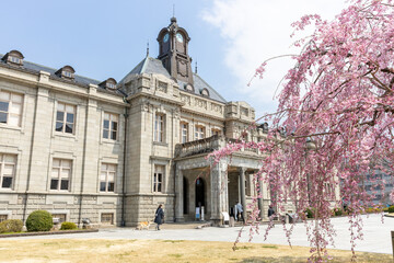 Fototapeta premium 文翔館とベニシダレ