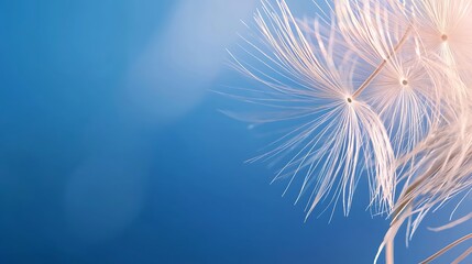 Delicate dandelion seeds against vibrant blue