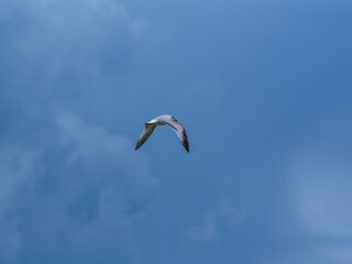 seagull flying beautiful blue sky
