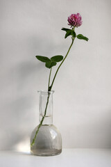 Minimalistic still life with red clover flower in vintage glass vase on light background.