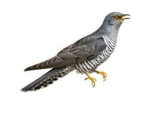 The cuckoo isolated on transparent background 