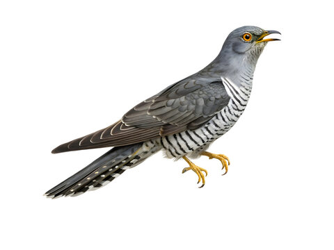 The cuckoo isolated on transparent background 