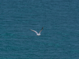 seagull flying over the sea