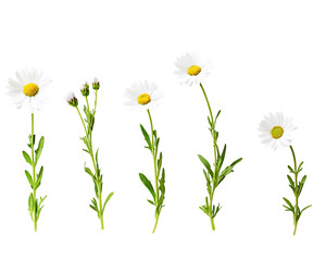 White Daisies Growth Stages on Transparent Background, PNG