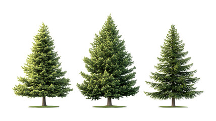 Obraz premium Green Fir Trees Against Transparent Background