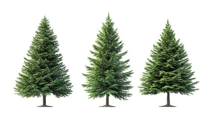 Fototapeta premium Green Fir Trees Against Transparent Background
