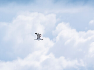 a beautiful seagull flying in the sky
