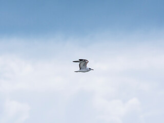 a beautiful seagull flying in the sky