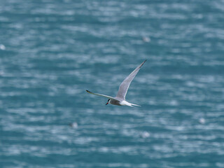 seagull flying over the sea