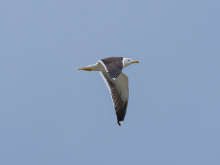 seagull flying beautiful blue sky