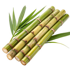 Fototapeta premium green bamboo leaves isolated on transparent background