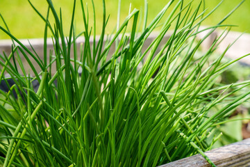 Chives (Allium schoenoprasum) in a raised bed. Popular kitchen herbs fresh from the garden.