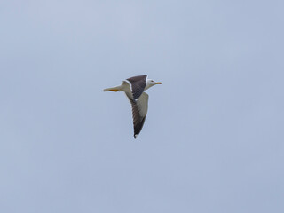 a beautiful seagull flying in the sky