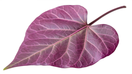 Detailed Heart-Shaped Violet Leaf with Intricate Vein Network on Transparent Background. Perfect for: Valentine's Day, Nature-themed products, Romantic decor, Garden visuals