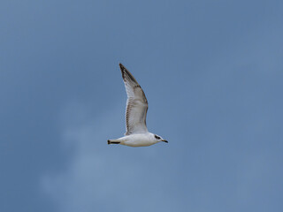 seagull flying beautiful blue sky