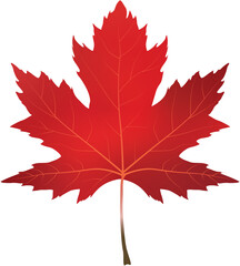 Maple leaf vector illustration
