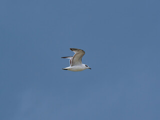 seagull flying beautiful blue sky