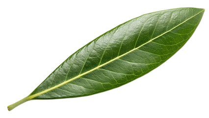 Obraz premium Premium Long Olive Leaf with Glossy Surface and Distinct Vein Pattern on Transparent Background. Perfect for: Earth Day, Eco-Themed Events, Botanical Gardens, Mediterranean Cuisine Design
