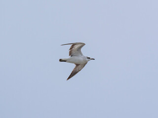 a beautiful seagull flying in the sky