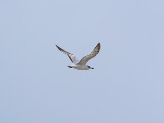 a beautiful seagull flying in the sky