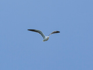 seagull flying beautiful blue sky