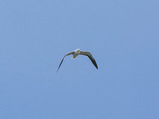 seagull flying beautiful blue sky