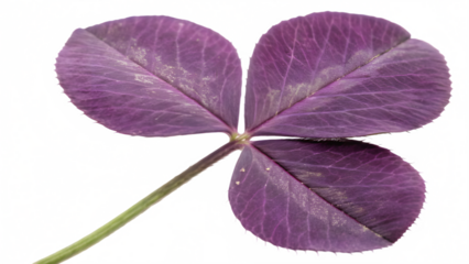 Detailed Purple Clover Leaf with Rich Natural Texture on Transparent Background. Perfect for: St. Patrick’s Day, Irish Festivals, Botanical Studies