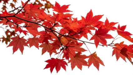 Vivid Red Autumn Maple Branch with Intense Color Saturation on Transparent Background. Perfect for: Autumn Festivals, Thanksgiving, Fall Decor, Nature Walk Posters
