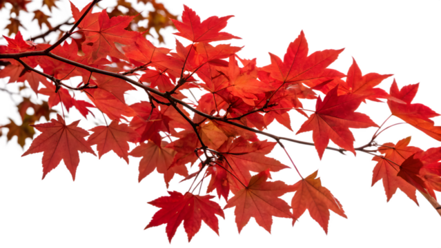 Vivid Red Autumn Maple Branch with Intense Color Saturation on Transparent Background. Perfect for: Autumn Festivals, Thanksgiving, Fall Decor, Nature Walk Posters