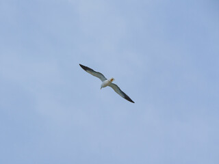 a beautiful seagull flying in the sky
