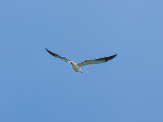 seagull flying beautiful blue sky