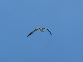 seagull flying beautiful blue sky