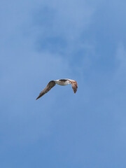 a beautiful seagull flying in the sky