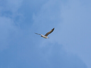 seagull flying beautiful blue sky