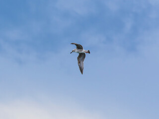 a beautiful seagull flying in the sky
