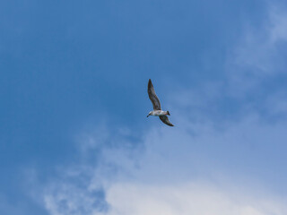 a beautiful seagull flying in the sky
