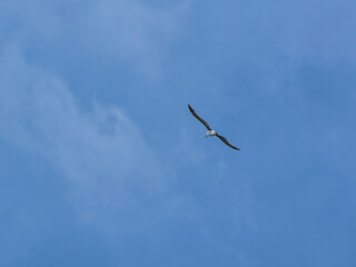 seagull flying beautiful blue sky