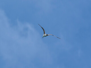 seagull flying beautiful blue sky