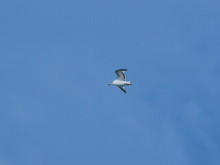 seagull flying beautiful blue sky