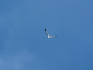 seagull flying beautiful blue sky