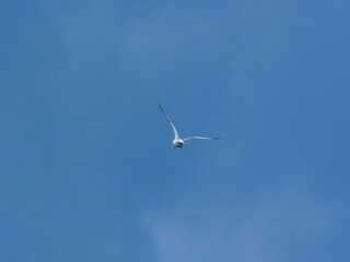 seagull flying beautiful blue sky