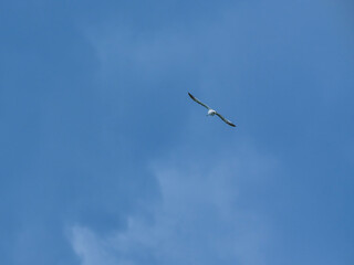 seagull flying beautiful blue sky