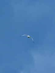 seagull flying beautiful blue sky