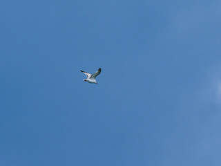 seagull flying beautiful blue sky