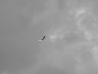 a beautiful seagull flying in the sky