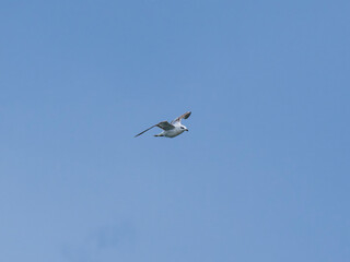a beautiful seagull flying in the sky