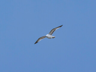seagull flying beautiful blue sky