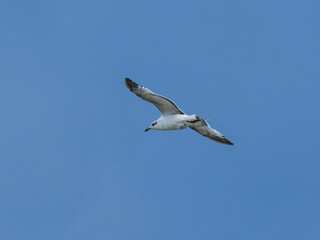 seagull flying beautiful blue sky