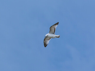 seagull flying beautiful blue sky